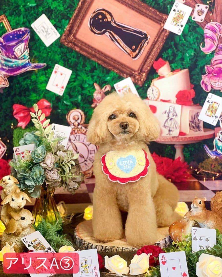 業務用フェルトトリミングチョーカー+背景布　ハロウィン　クリスマス　撮影用ブース