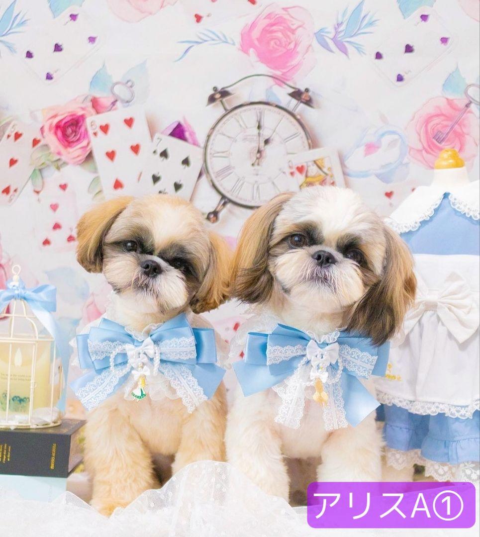 業務用フェルトトリミングチョーカー+背景布　ハロウィン　クリスマス　撮影用ブース