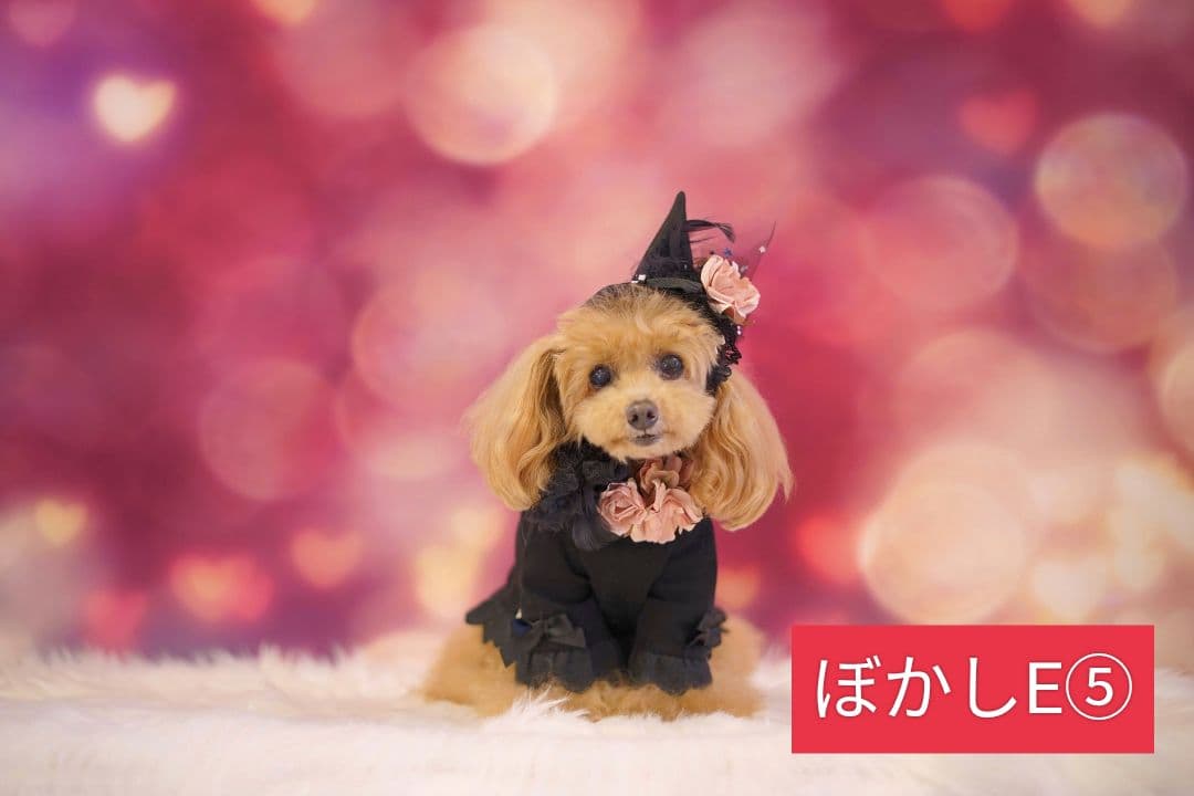 業務用フェルトトリミングチョーカー+背景布　ハロウィン　クリスマス　撮影用ブース