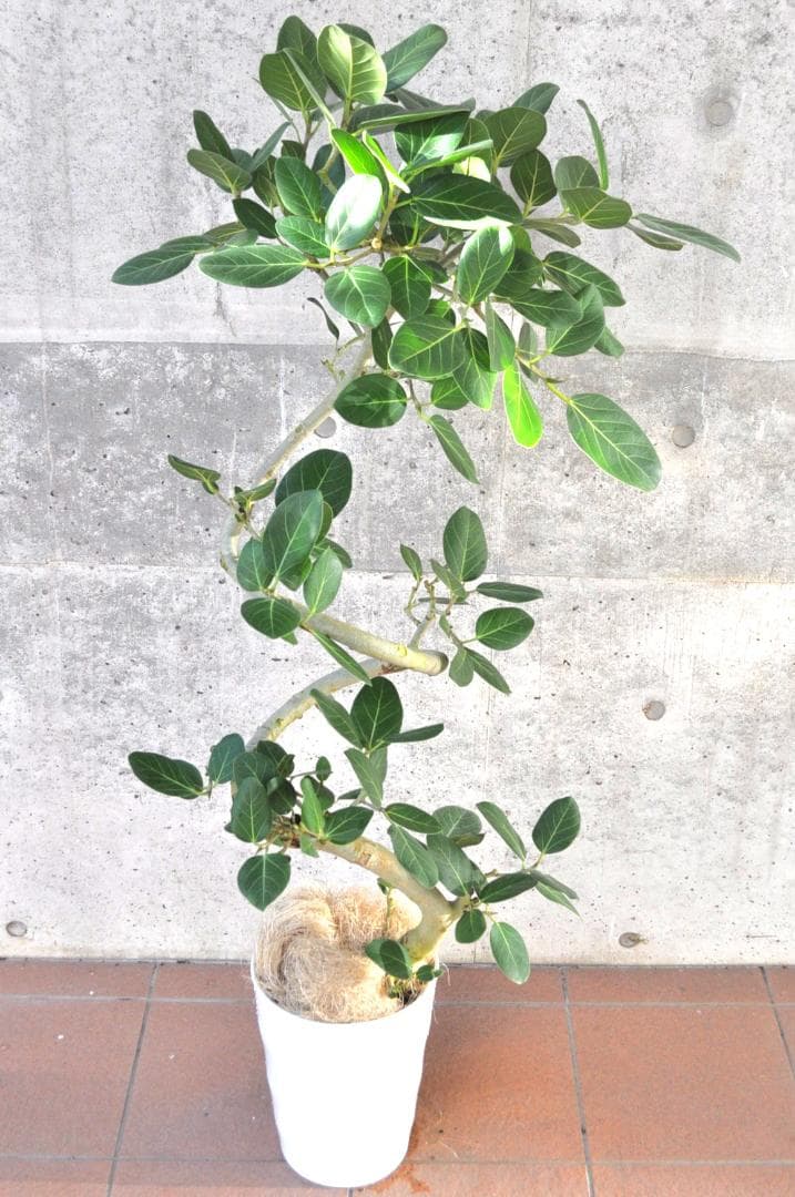 フィカス ベンガレンシス 8号 138cm Spiral tree form