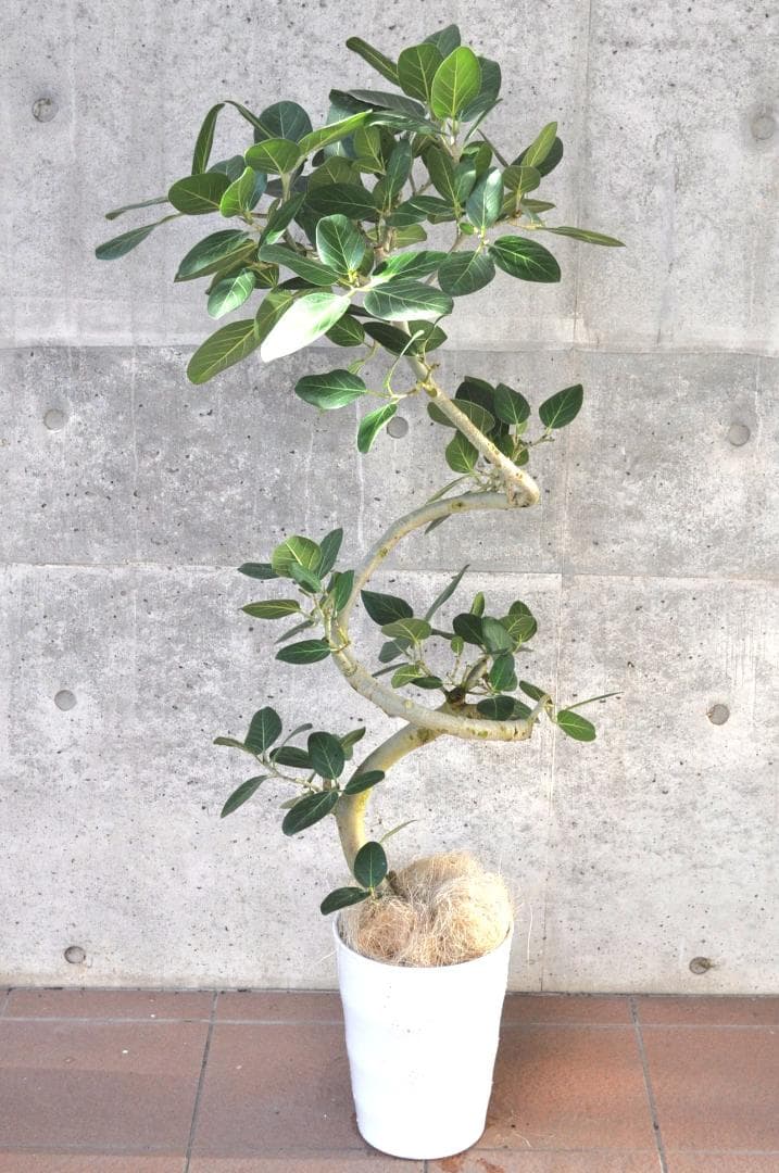 フィカス ベンガレンシス 8号 138cm Spiral tree form