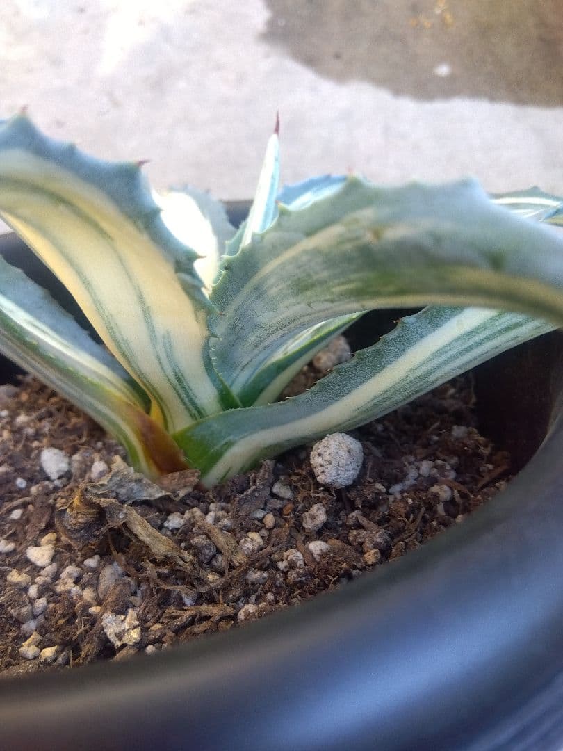 アガベ　アメリカーナ　白縞斑　超斑入り❗　⑧