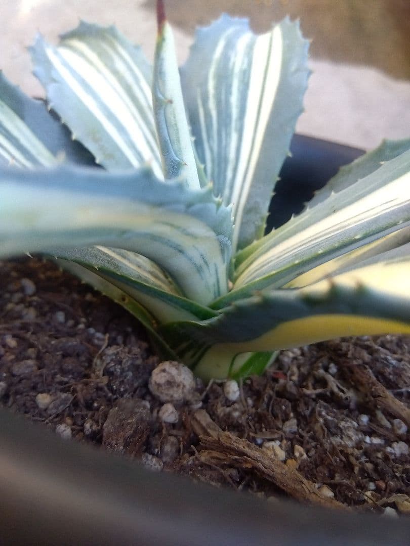 アガベ　アメリカーナ　白縞斑　超斑入り❗　⑧