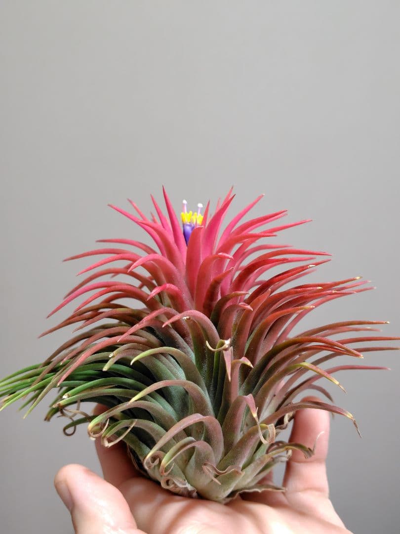 イオナンタ ヘッジホッグ from TI