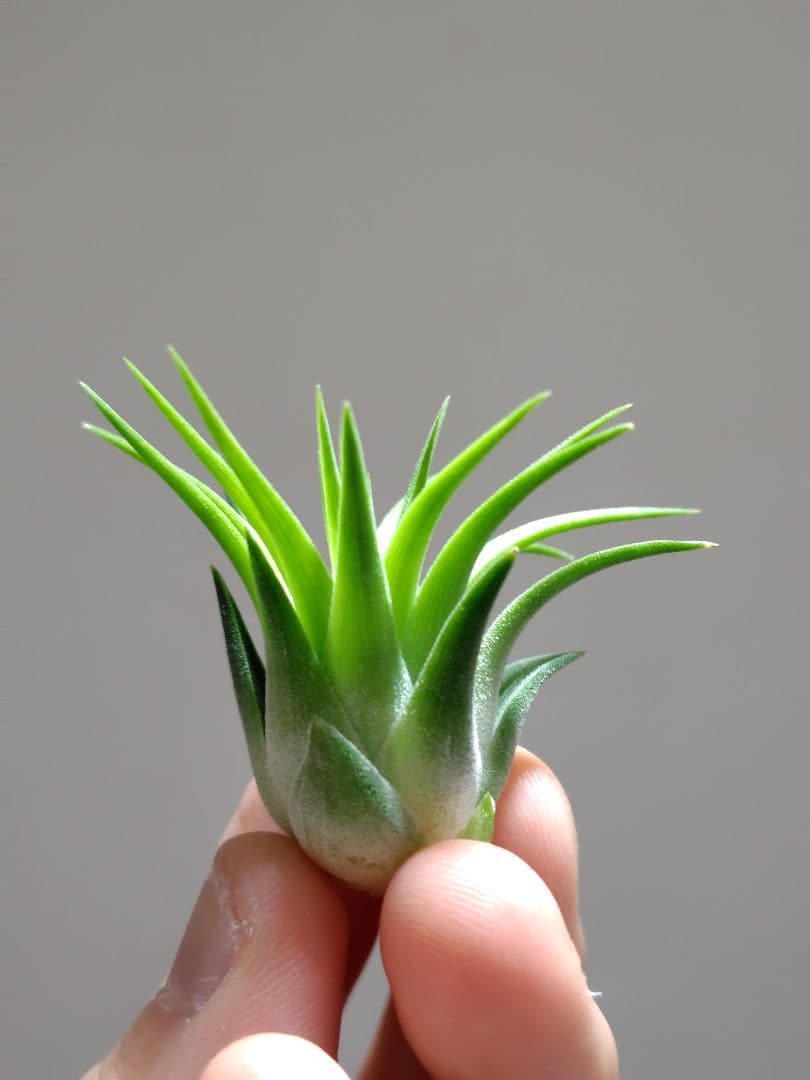 イオナンタ ヘッジホッグ from TI