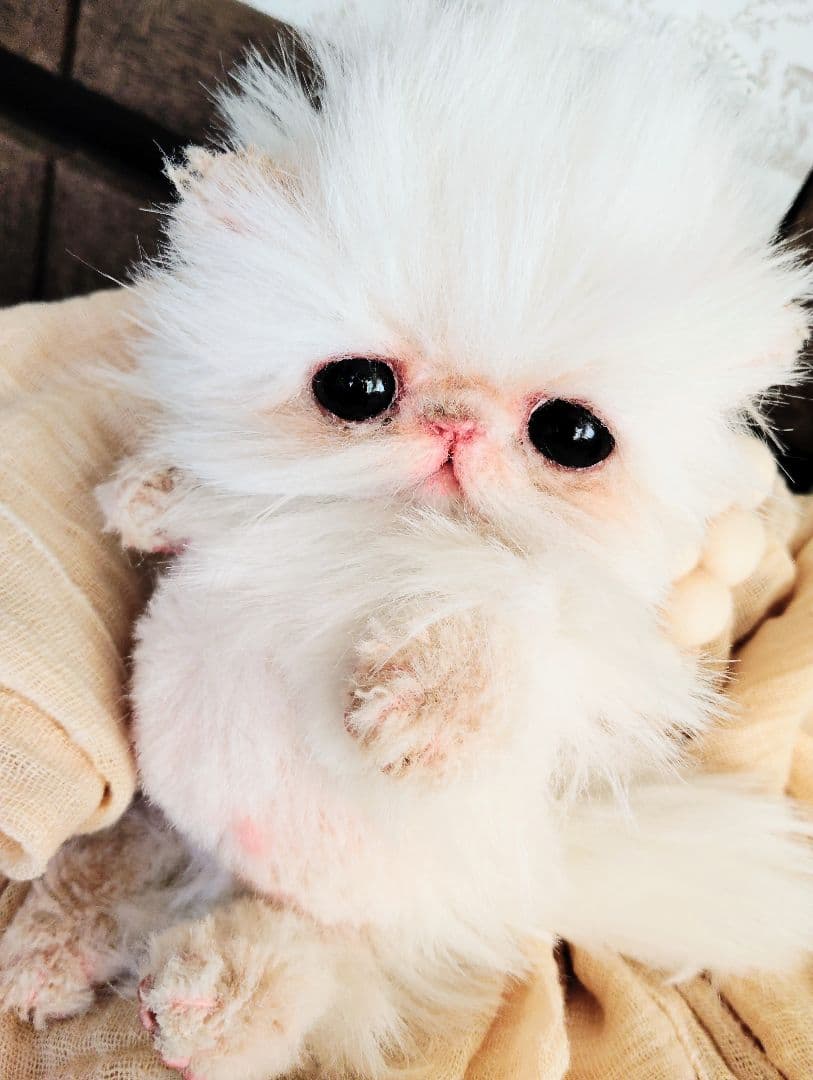 お腹ぽっこり♡フォックスタッチ♡子猫のリリーちゃん♡アートドール♡ぬいぐるみ♡