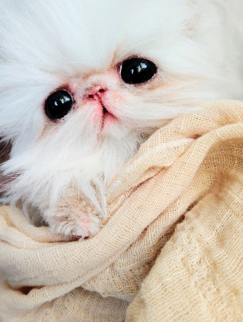 お腹ぽっこり♡フォックスタッチ♡子猫のリリーちゃん♡アートドール♡ぬいぐるみ♡