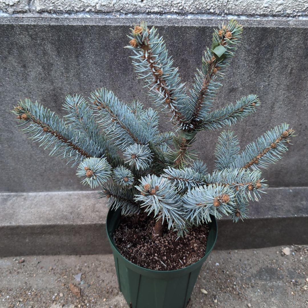 プンゲンス　ポプシー　6号ロングスリット鉢