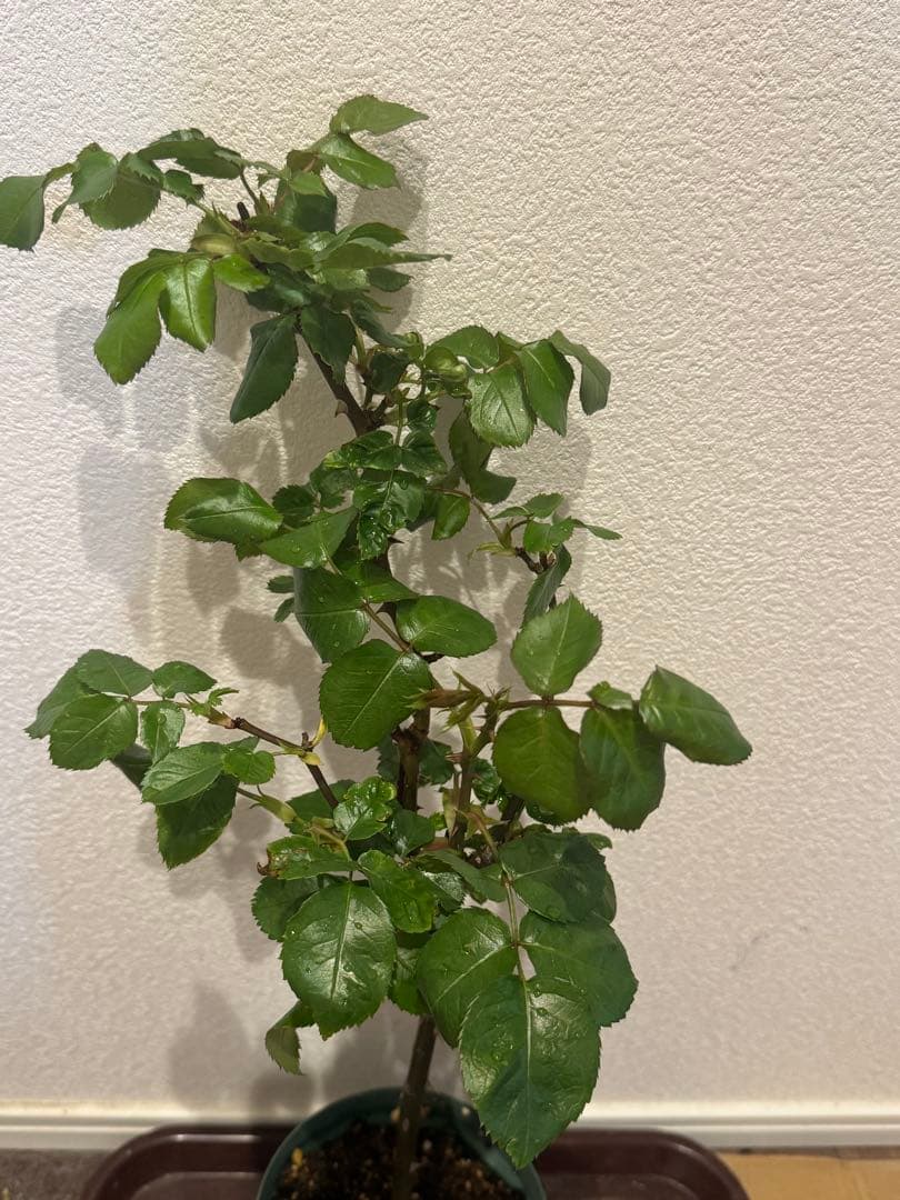 切花品種　バラ苗