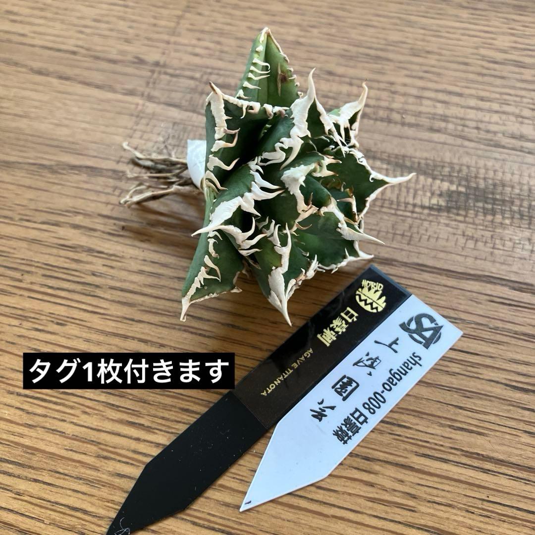 e*6様 【オークション】⑦選抜　太棘　アガべ　チタノタ　白豪刺　TC