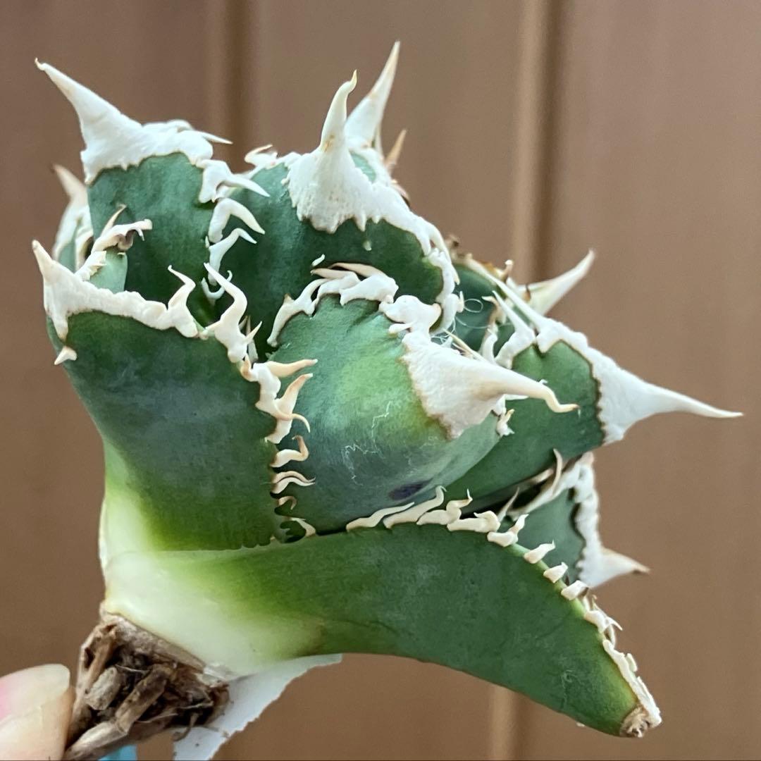 e*6様 【オークション】⑦選抜　太棘　アガべ　チタノタ　白豪刺　TC