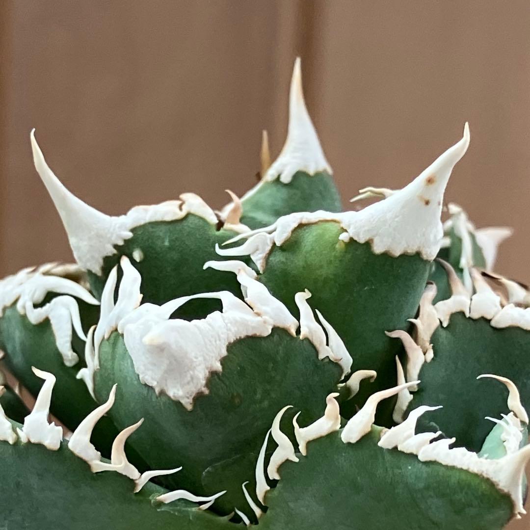 e*6様 【オークション】⑦選抜　太棘　アガべ　チタノタ　白豪刺　TC