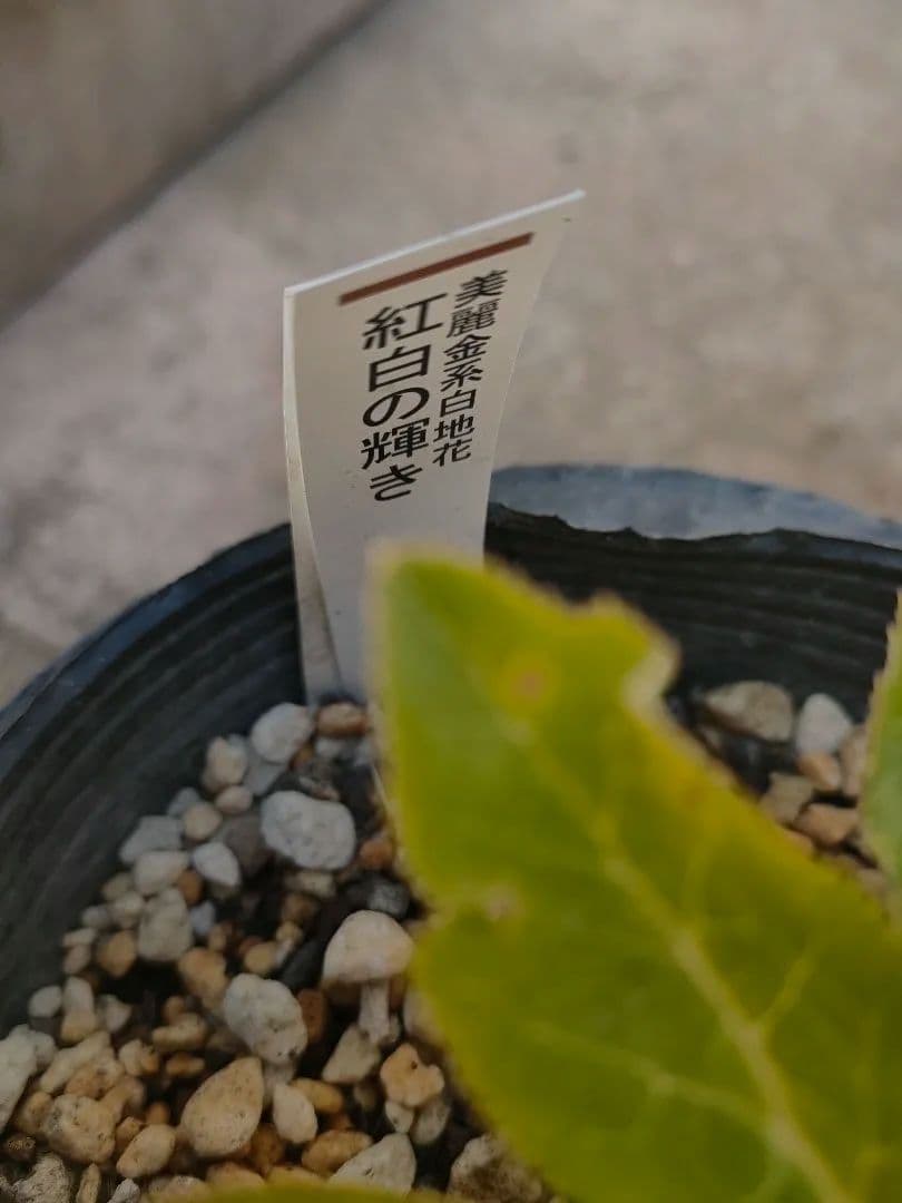 クリスマスローズ　苗