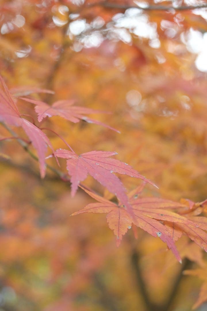 Nikon Z fc 16-50 レンズキット