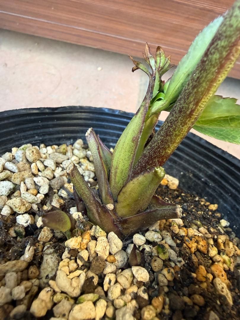 出品22日迄【未株分】加藤農園 クリスマスローズ 公認アンティークモーリー