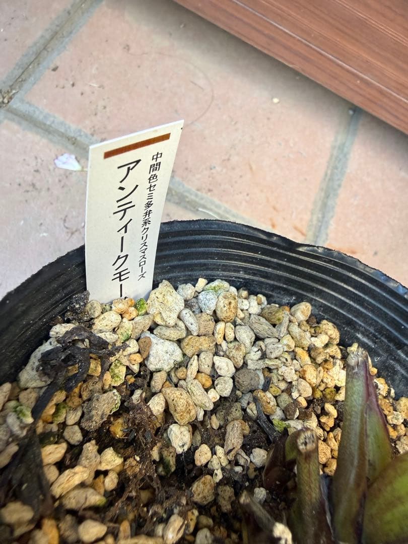 出品22日迄【未株分】加藤農園 クリスマスローズ 公認アンティークモーリー