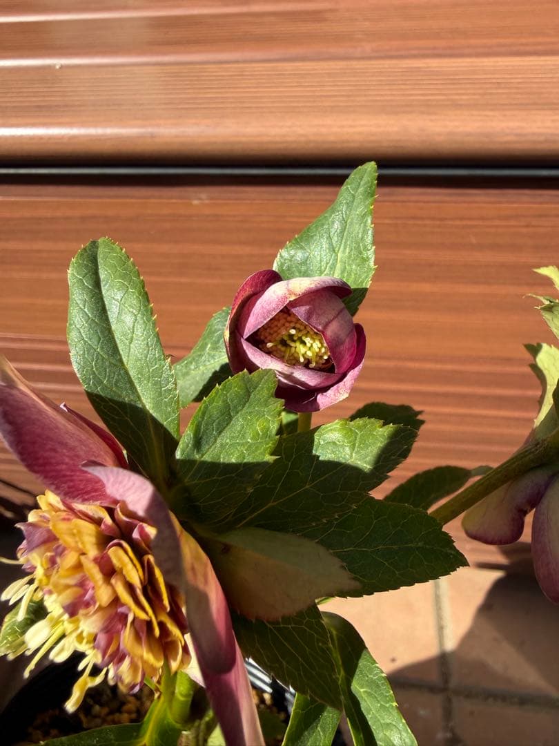 出品22日迄【未株分】加藤農園 クリスマスローズ 公認アンティークモーリー