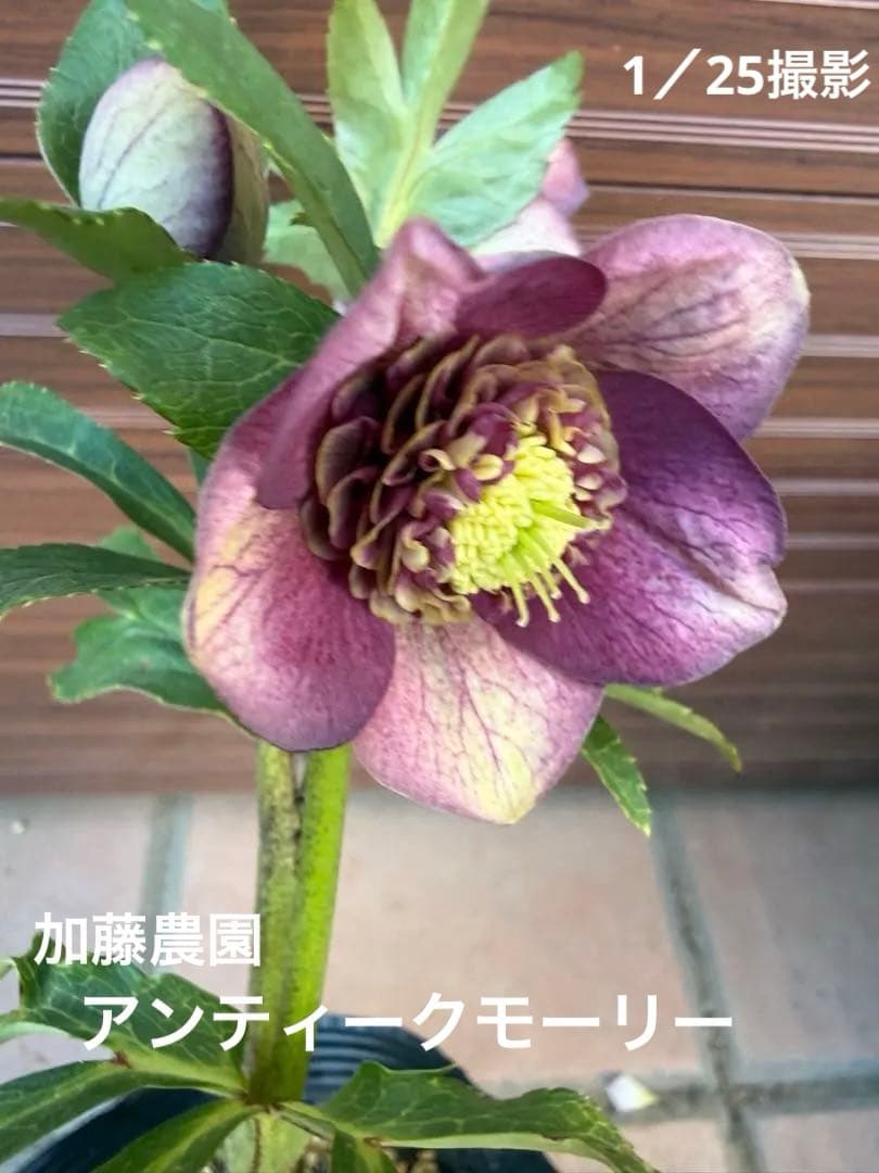 出品22日迄【未株分】加藤農園 クリスマスローズ 公認アンティークモーリー