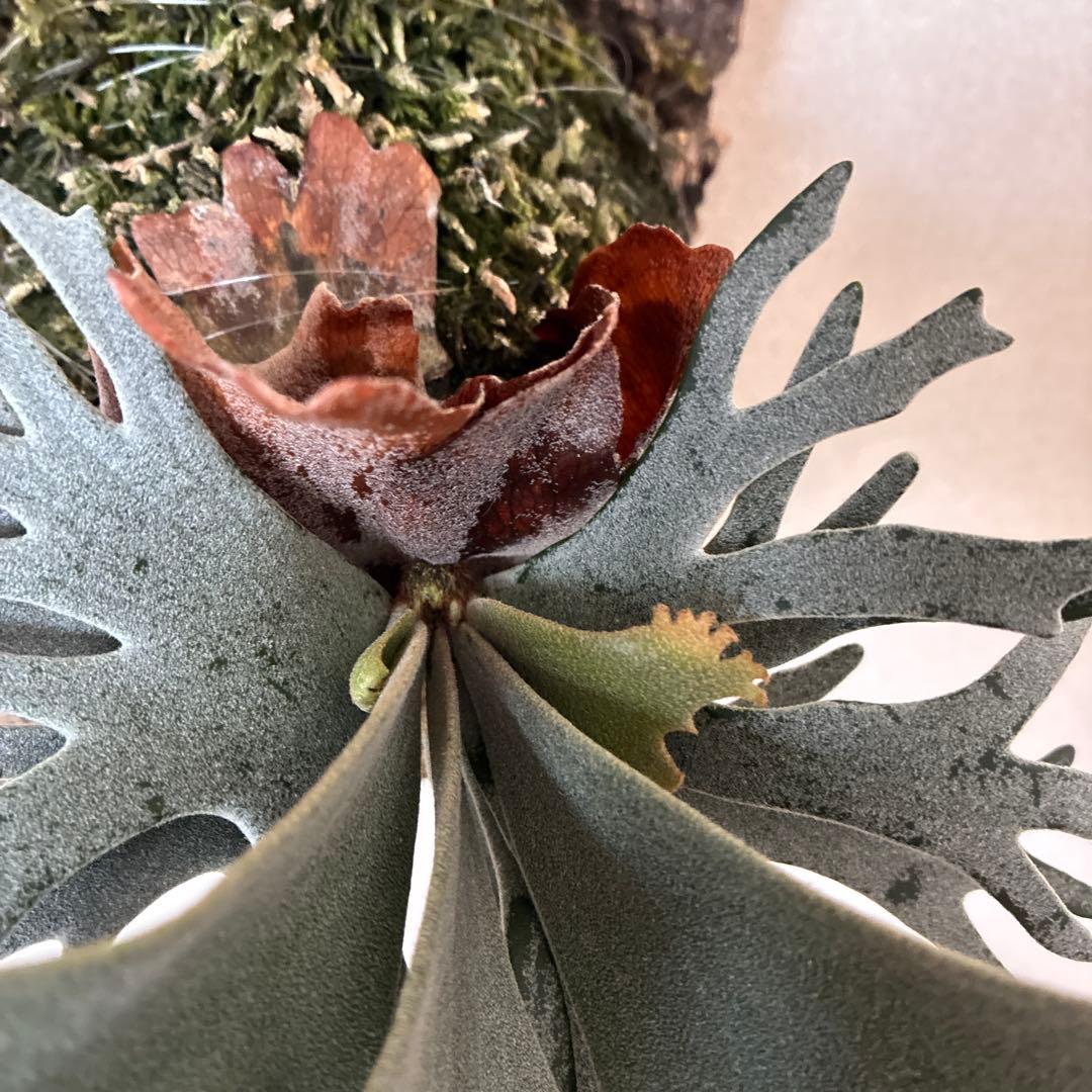 P.willinckii bacteria spore バクスポ　ビカクシダ