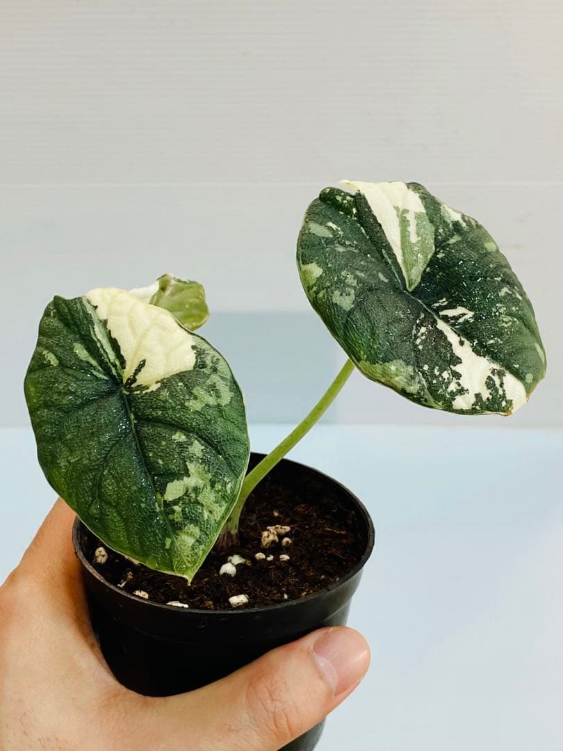 ☆超美斑☆アロカシア メロ バリエガータ 斑入り