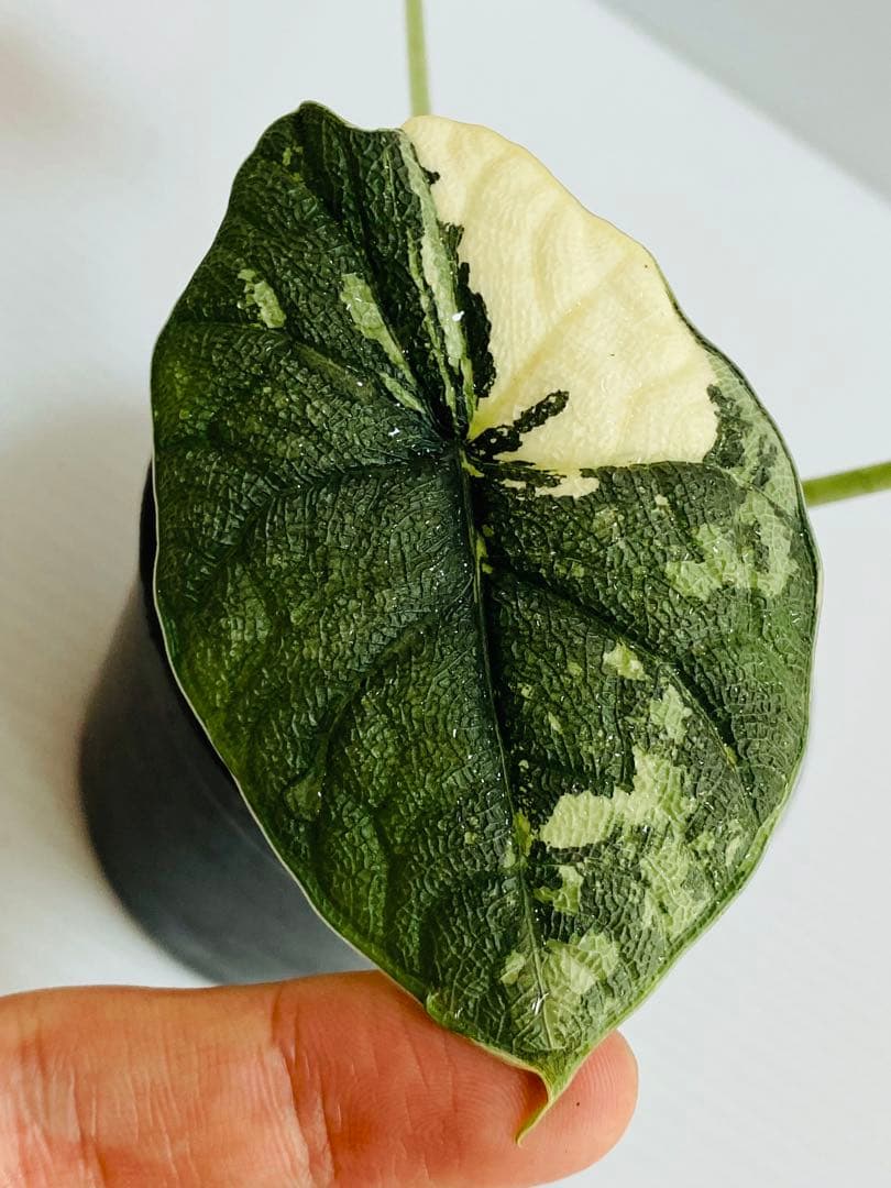 ☆超美斑☆アロカシア メロ バリエガータ 斑入り