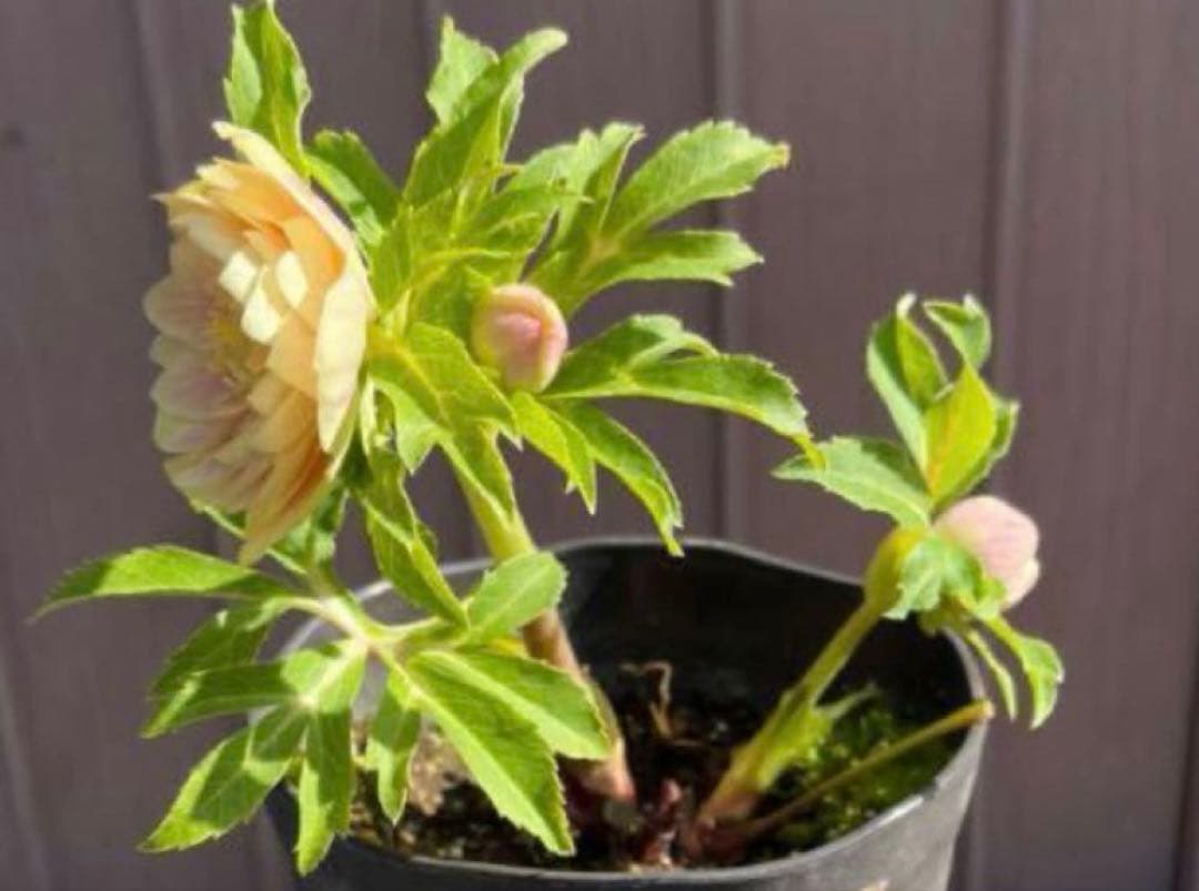 クリスマスローズ　ソレイユ　極上ぼかし　交配苗