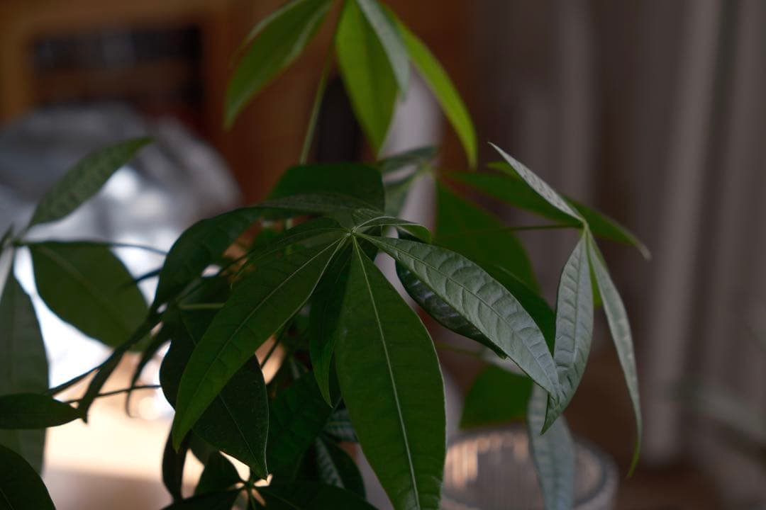 ひろ　FUJIFILM X-T5 ミラーレス一眼 x XF18-55