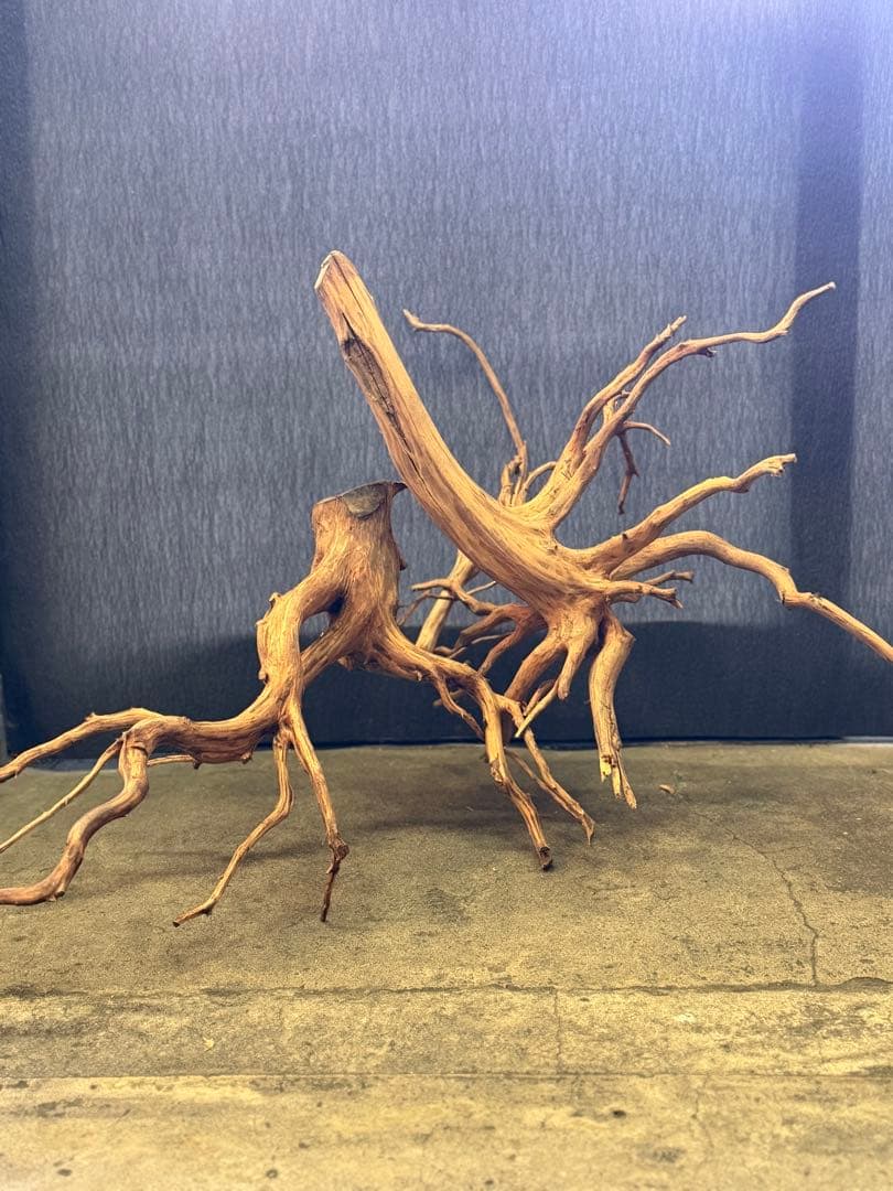 スマトラウッド・ブランチウッド 流木(大)2本組SET アクアリウム＆テラリウム