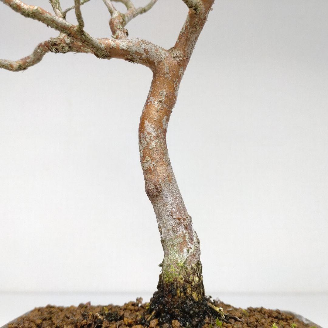 寒樹姫沙羅（ヒメシャラ）盆栽 SS030