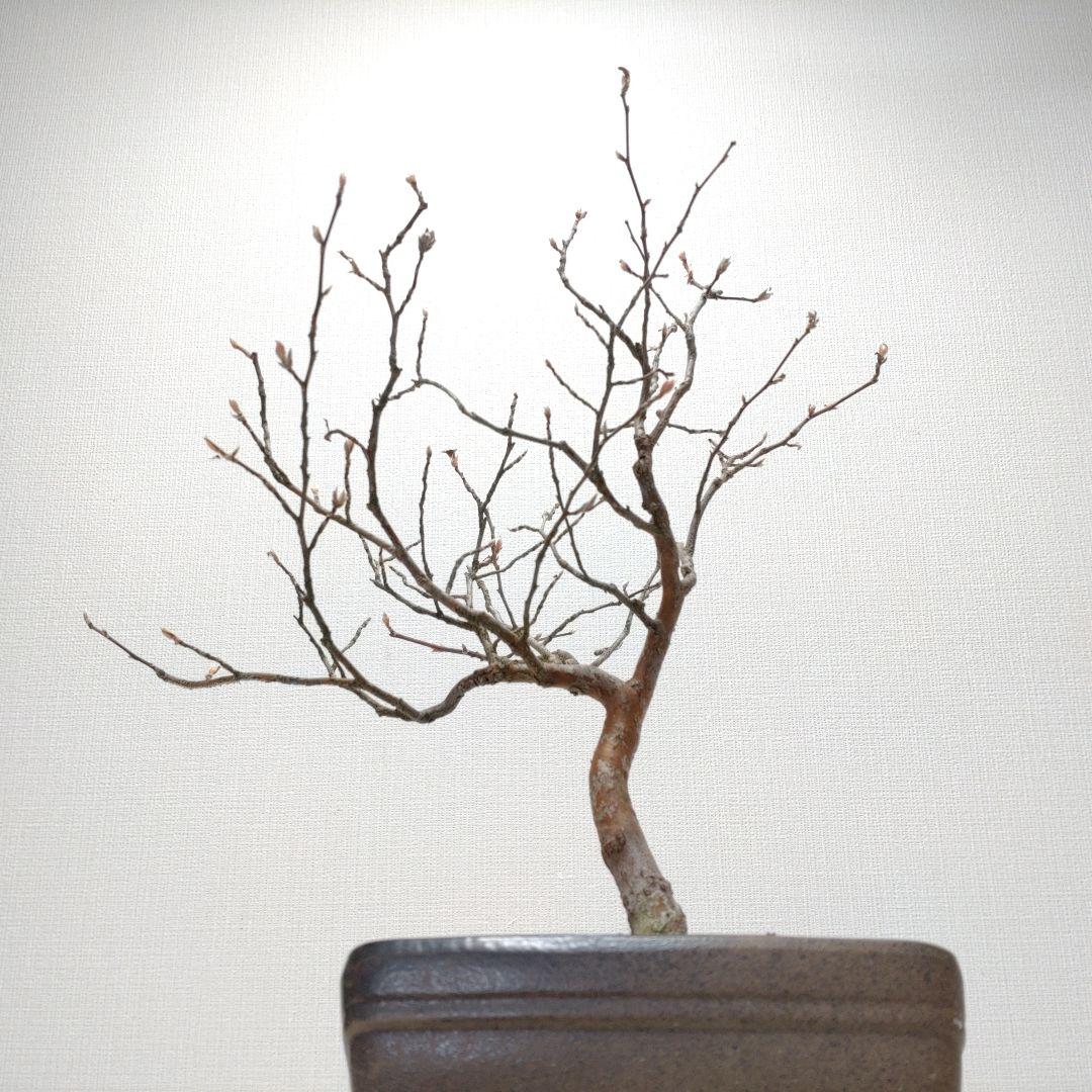 寒樹姫沙羅（ヒメシャラ）盆栽 SS030