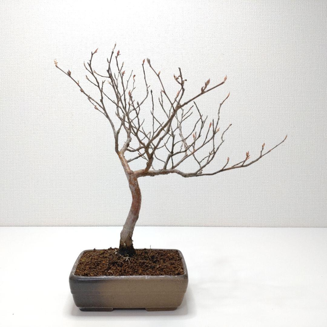 寒樹姫沙羅（ヒメシャラ）盆栽 SS030