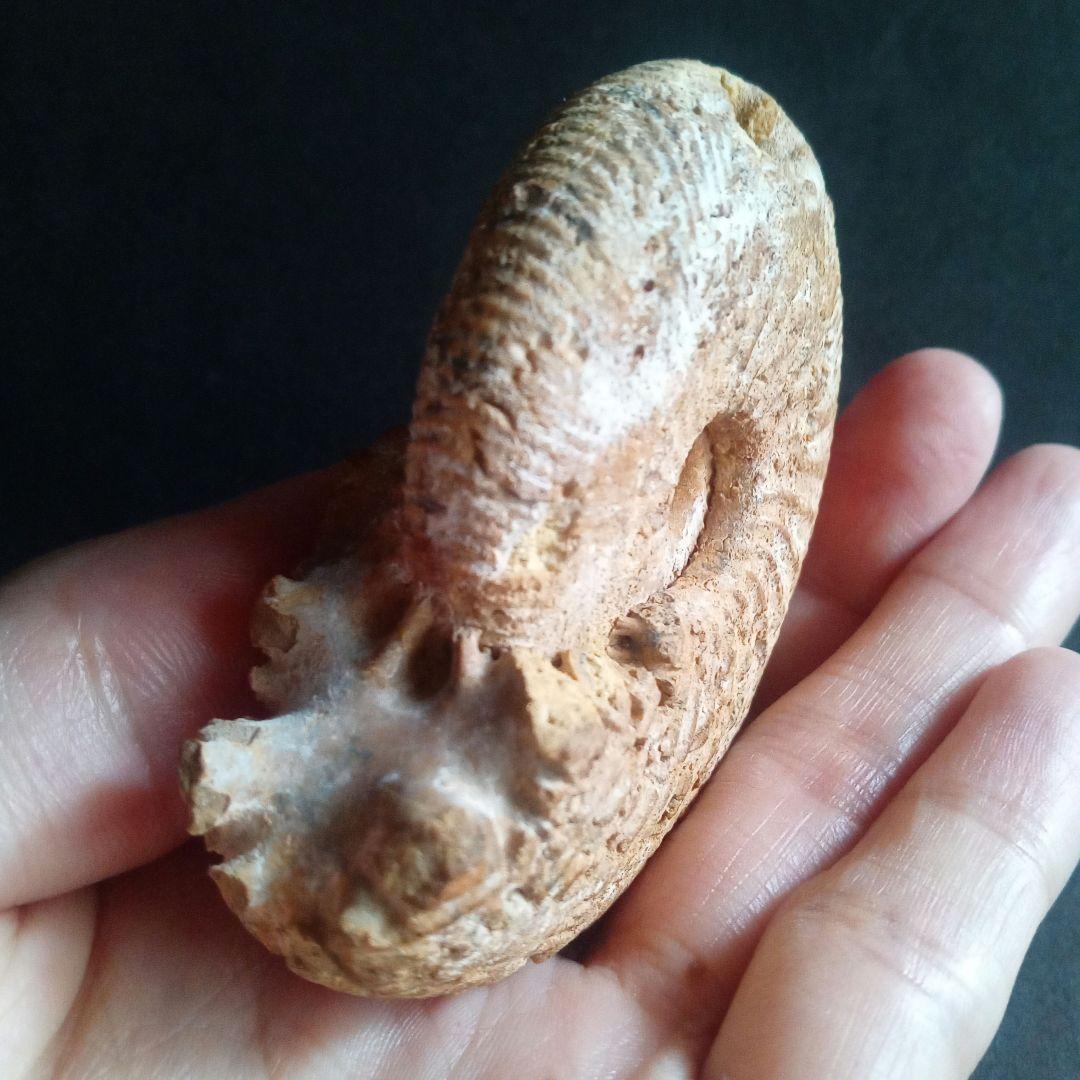 化石　骨格　標本　ジュラ紀　密巻きアンモナイト　希少種