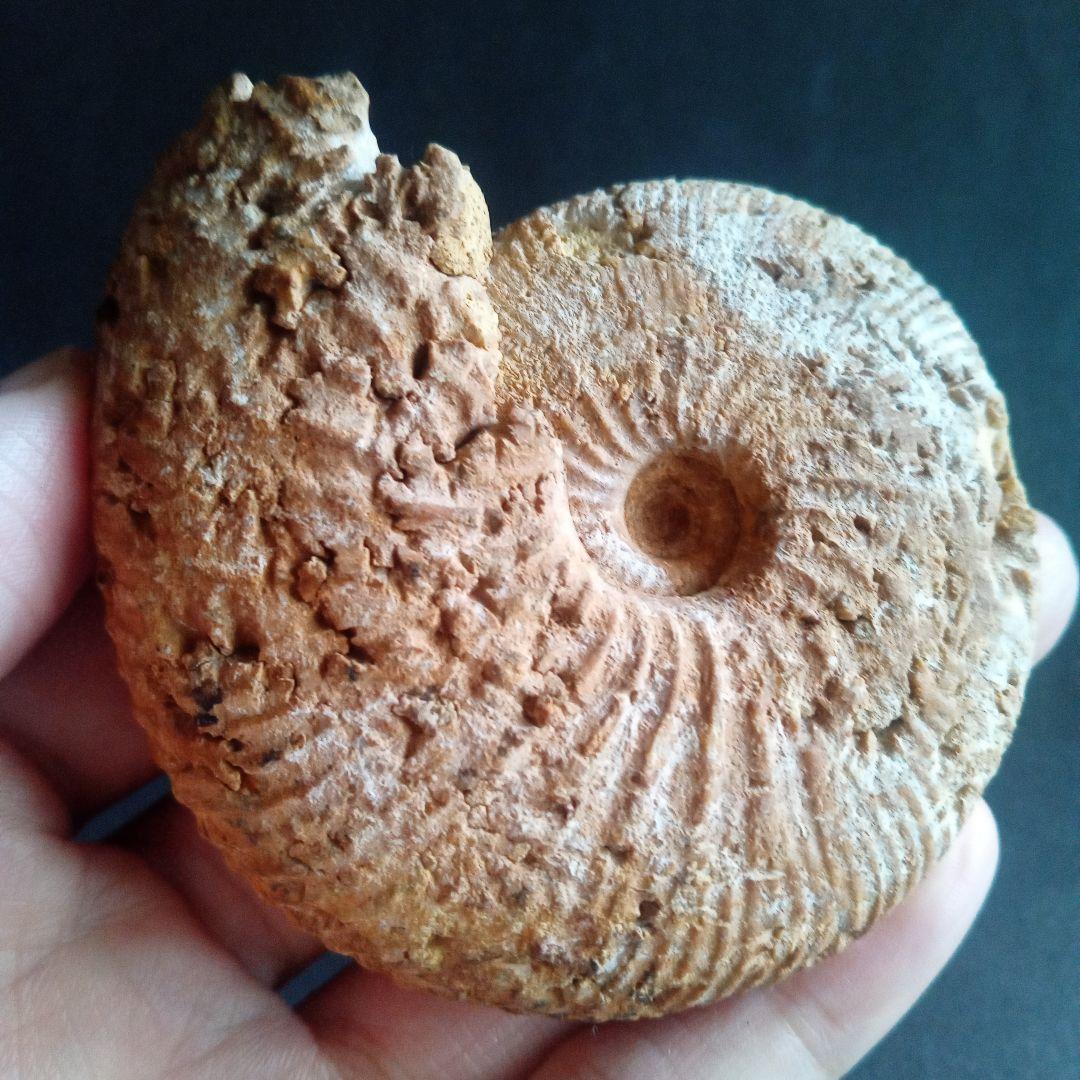 化石　骨格　標本　ジュラ紀　密巻きアンモナイト　希少種