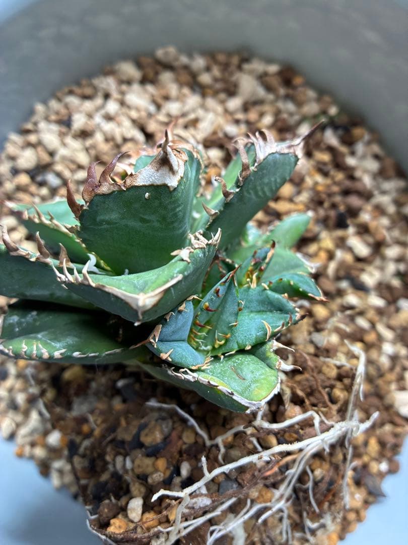 だだ　皇冠　クラウンOC子株　5個セット　検）植物　塊根　サボテン