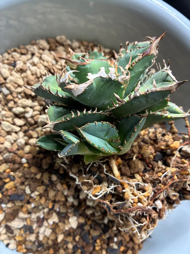 だだ　皇冠　クラウンOC子株　5個セット　検）植物　塊根　サボテン