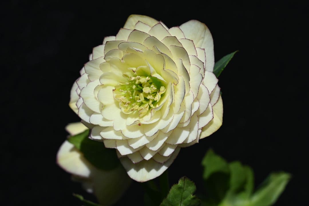 クリスマスローズ　認定！ホワイトアフロディーテ　「メビウス交配！加藤農園