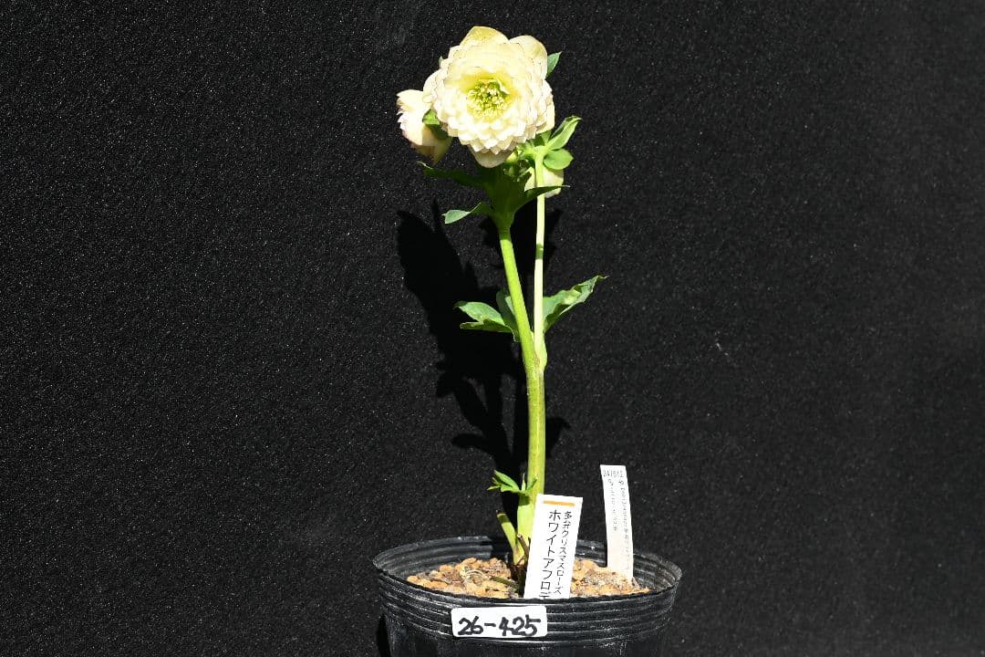 クリスマスローズ　認定！ホワイトアフロディーテ　「メビウス交配！加藤農園