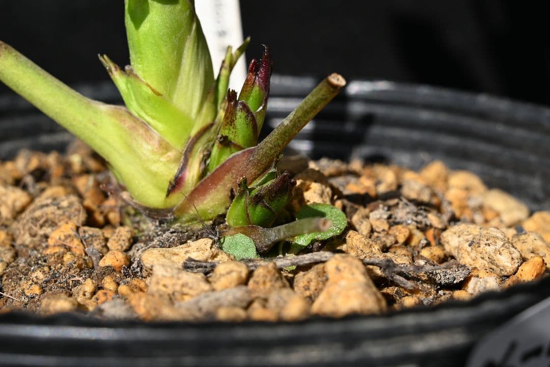 クリスマスローズ　認定！ホワイトアフロディーテ　「メビウス交配！加藤農園