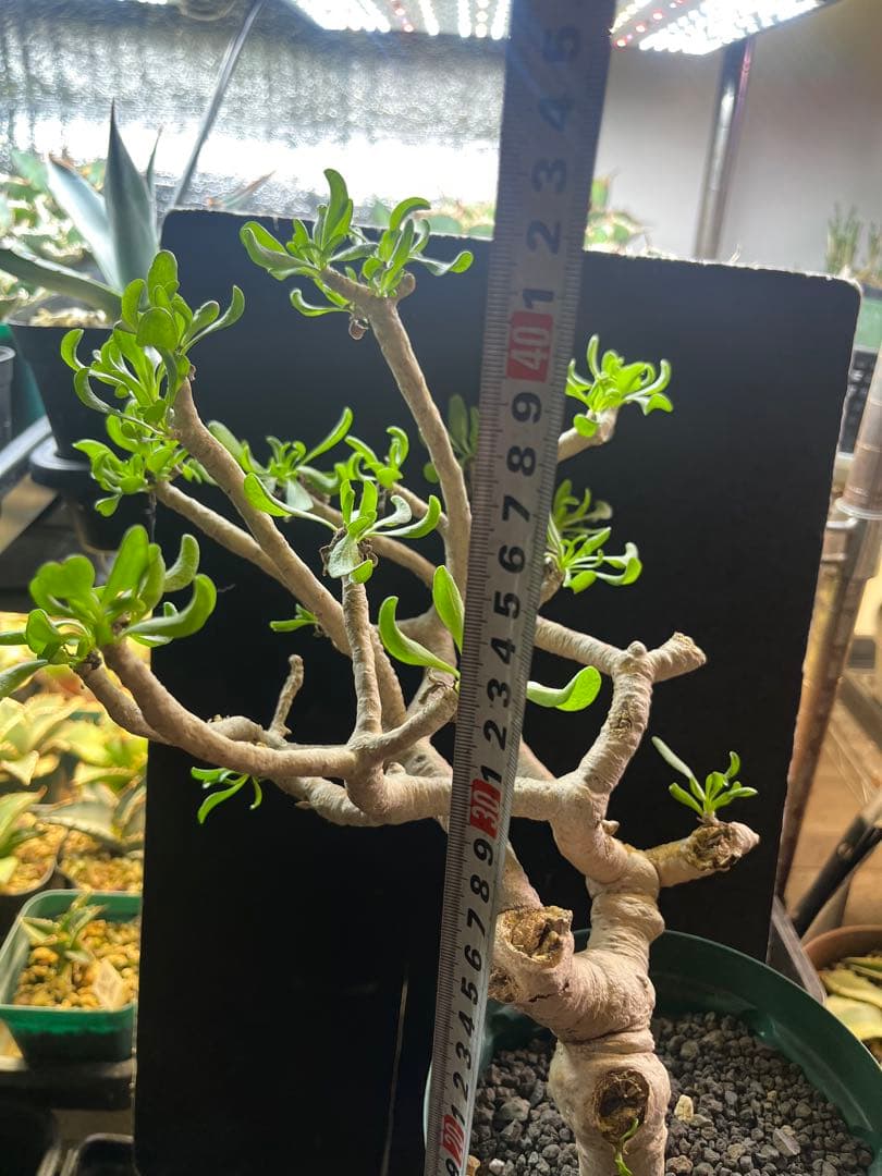 オトンナ フルカタ