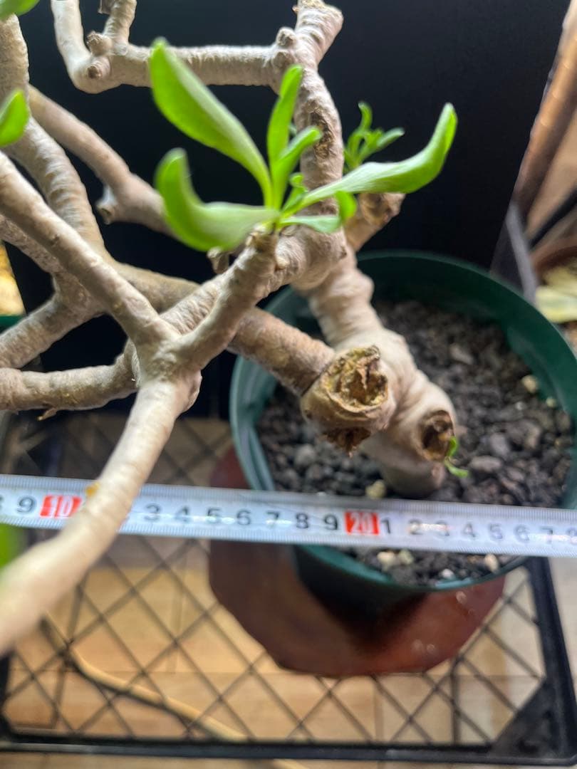 オトンナ フルカタ