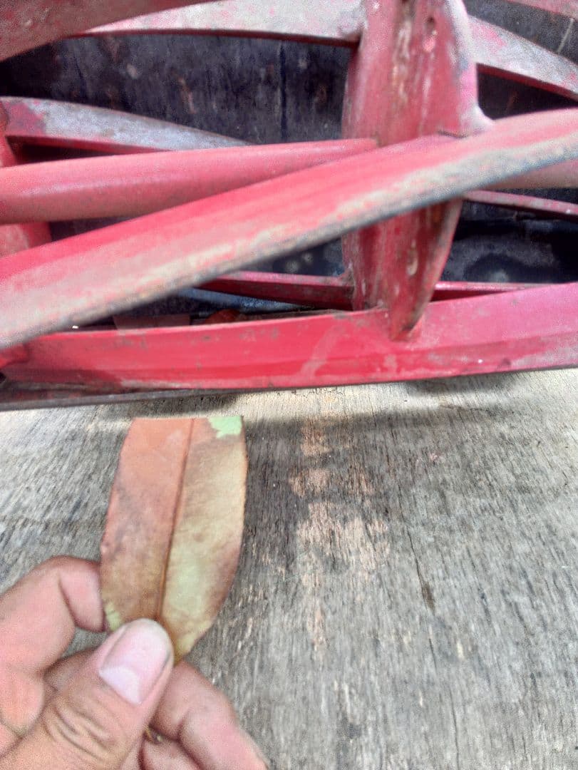 Baroness 手動芝刈り機 30cm