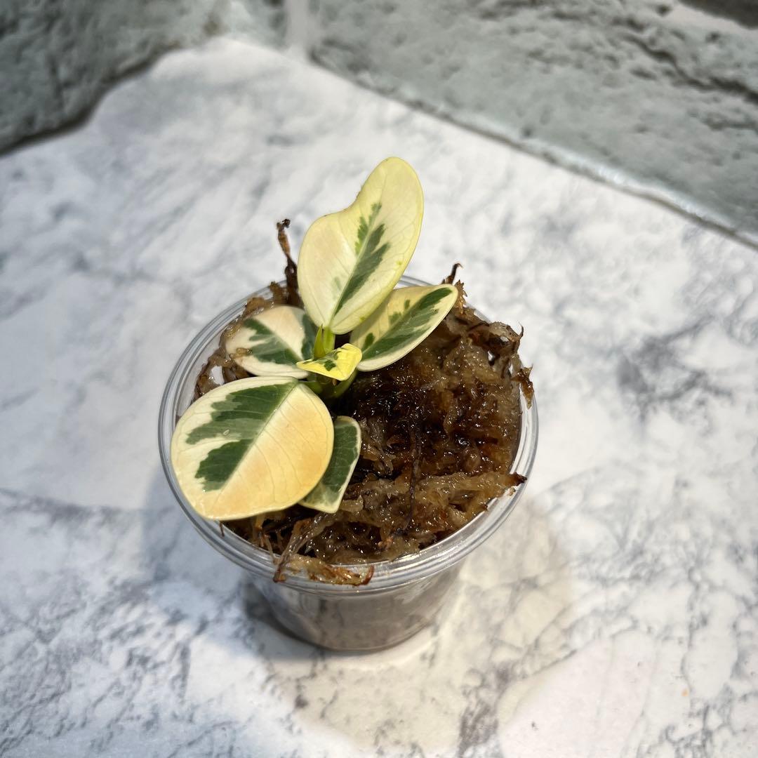 パンダガジュマル　斑入り　枝挿し　発根済み