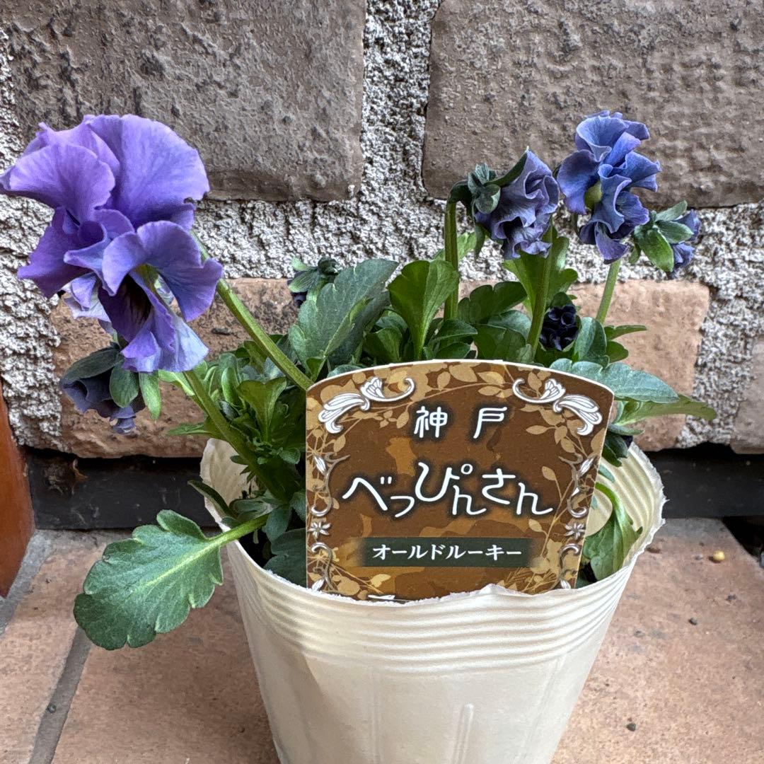 べっぴんさん・オールドルーキー