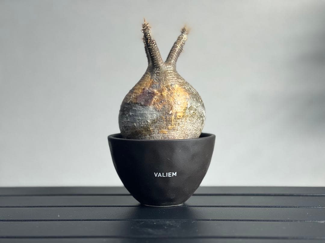 【休眠中】パキポディウム・グラキリス 現地球 VALIEM⑥