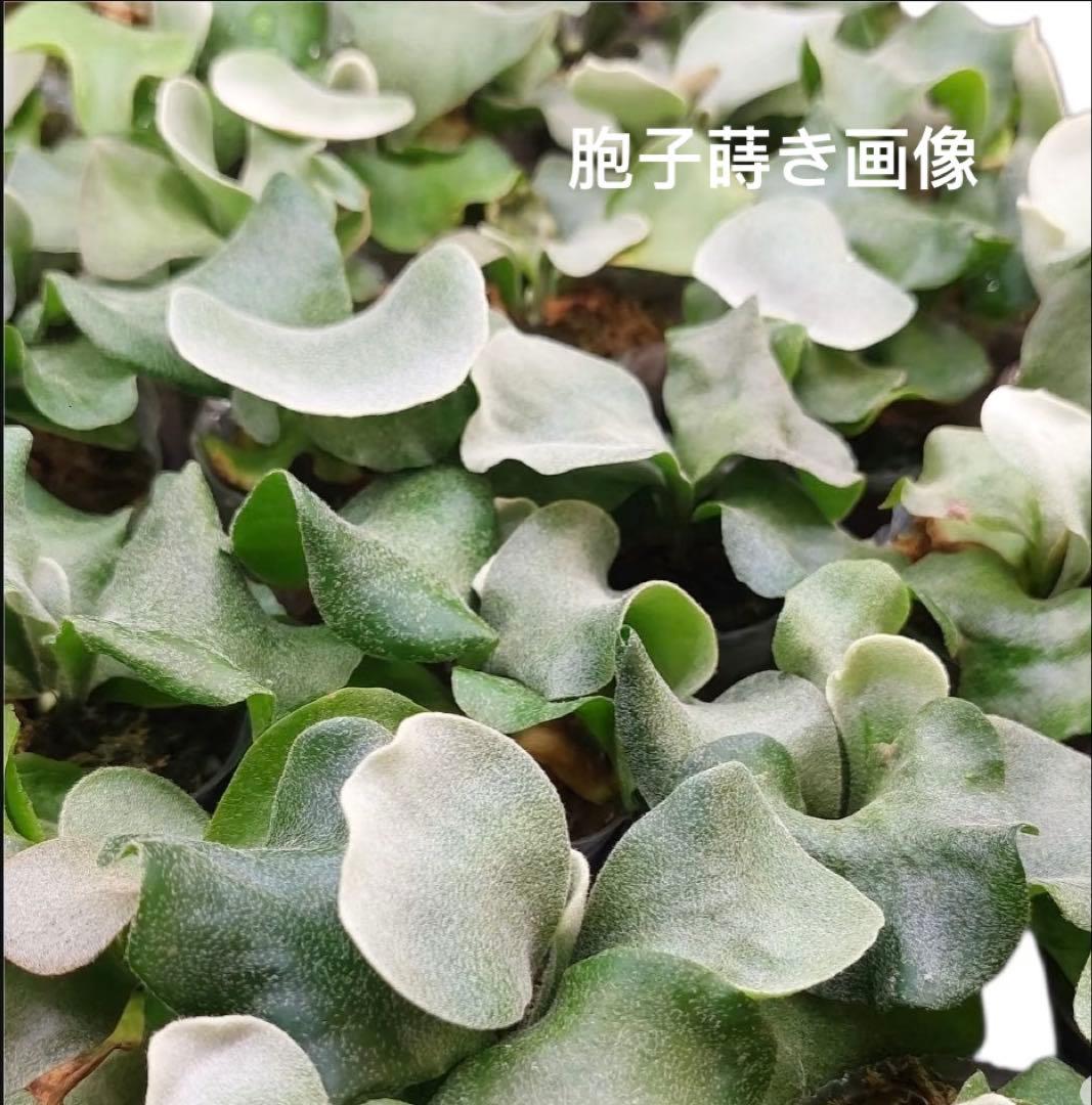 うににん　ビカクシダ　P. Pink Princess sporeling