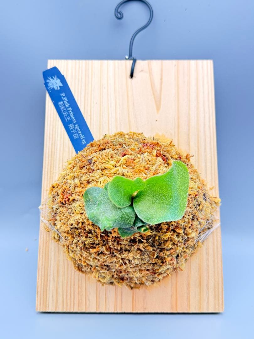 うににん　ビカクシダ　P. Pink Princess sporeling