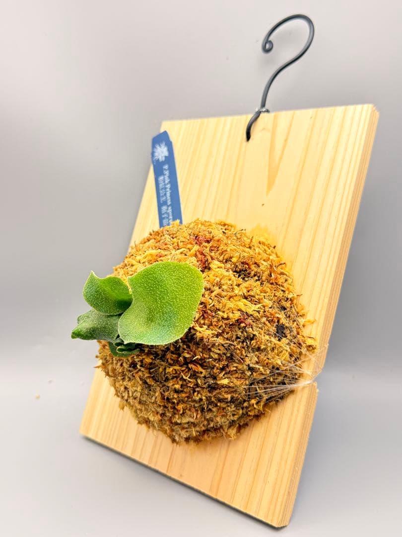 うににん　ビカクシダ　P. Pink Princess sporeling