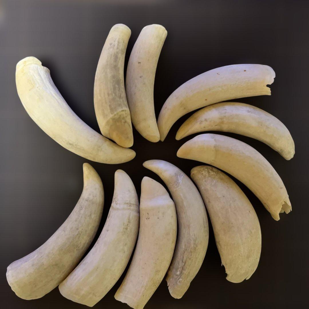 鯨歯　マッコウクジラ