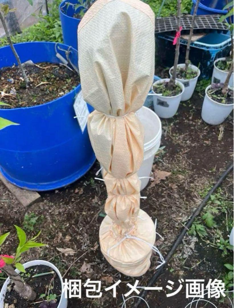 白樺2メートル以上　成木　小苗5本付