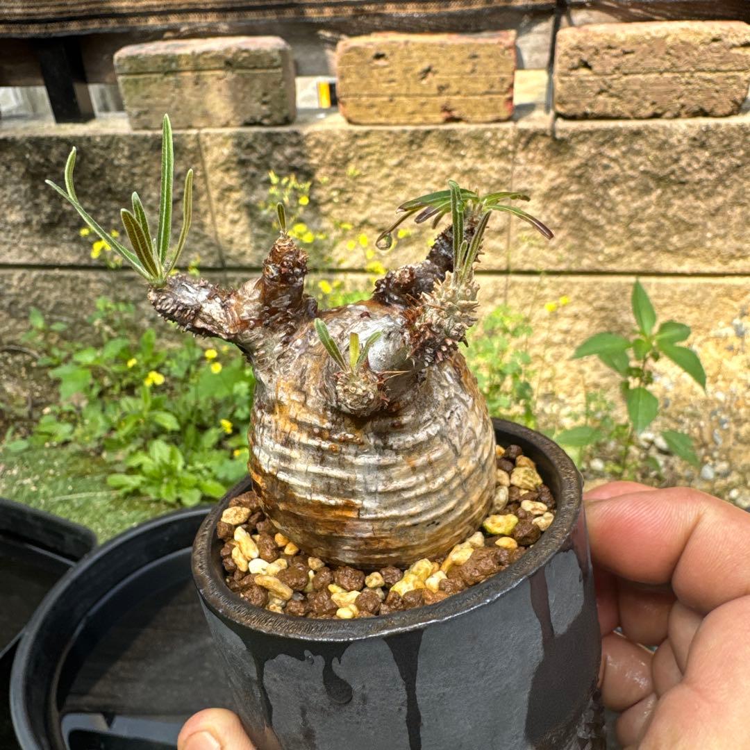 オペルクリカリア グラキリス　spicy gem パキプス　コピアポア 赤肌